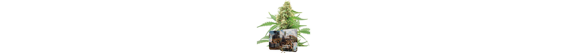 Comprate Pineapple Express | Semi di cannabis femminizzati e auto