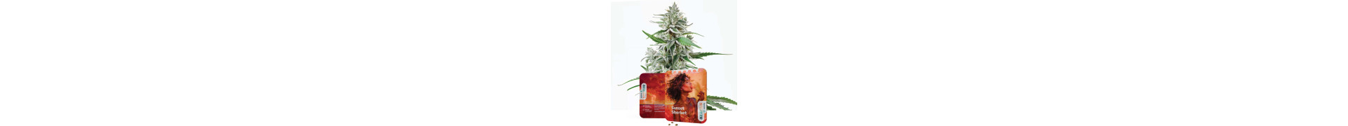 Acquista Varietà Sherbet | Semi di Cannabis Premium