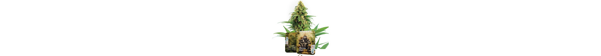 Comprate su Azarius i semi di cannabis Banana