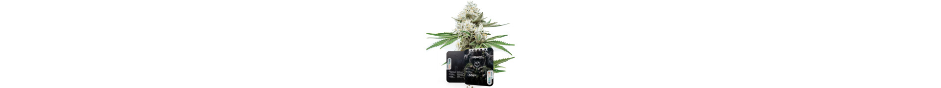 Premium Gorilla Cannabis Seeds | Top Quality | Azarius